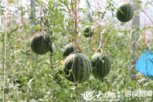 51吃瓜官网怎么,热门话题深度解析