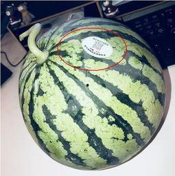 纸飞机网红吃瓜,揭秘娱乐圈幕后风云